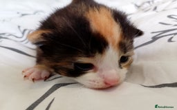 Mixed Breed cats for sale: 3 beautiful kittens  - Image 1