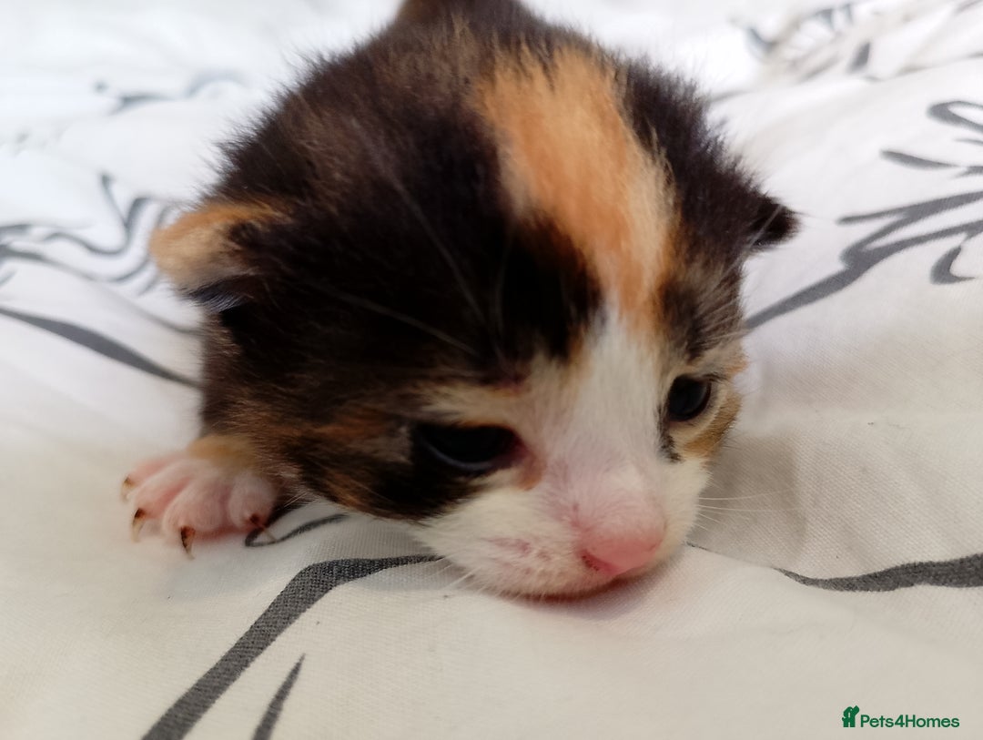 Mixed Breed cats for sale: 3 beautiful kittens  - Image 1