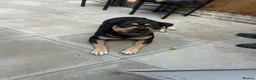 American Bulldog dogs for sale: 4 beautiful American bulldogs  in Coventry - Advert 15