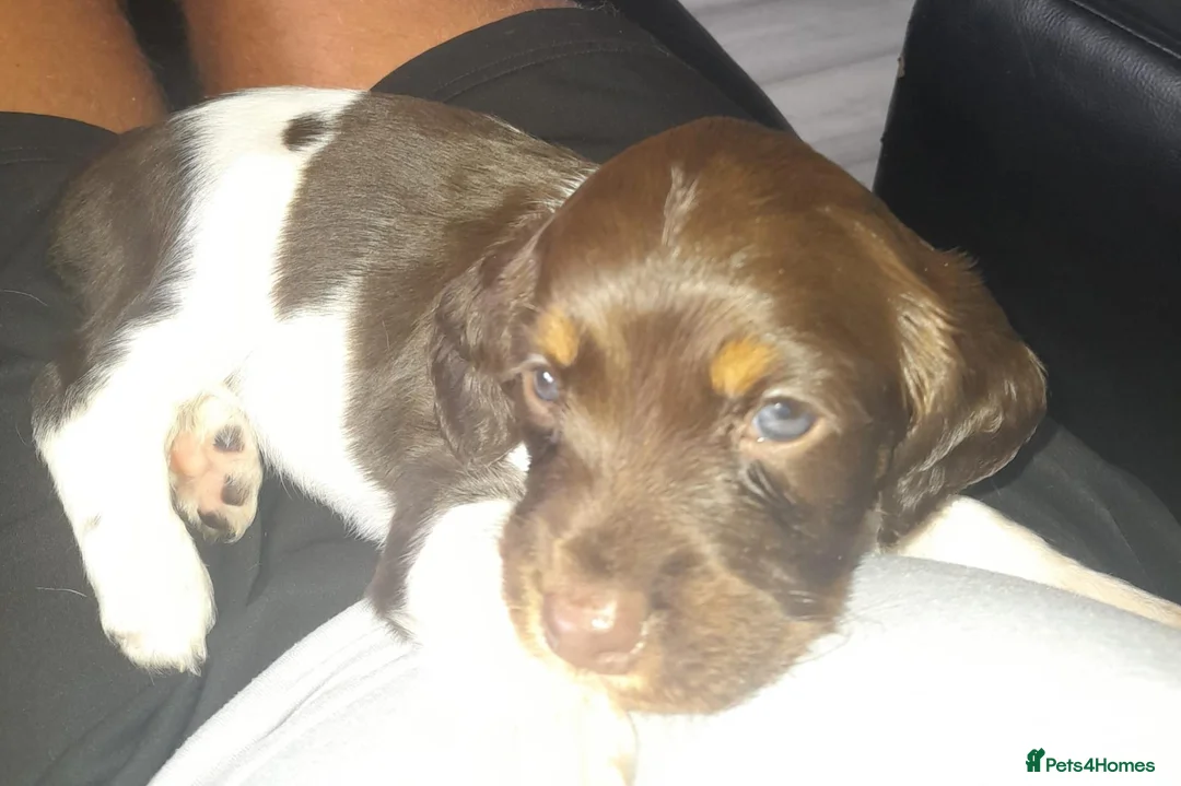 English Springer Spaniel dogs for sale: ⭐️Ready to collect today ⭐️ - Advert 1