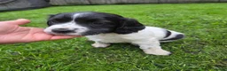 English Springer Spaniel dogs for sale: English springiel spaniel pupies.  in Yeovil - Advert 4