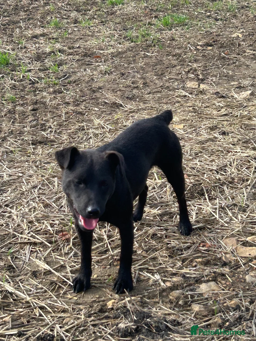 Patterdale Terrier dogs for sale: 18 month old Patterdale Terrier  - Advert 5