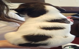 English Springer Spaniel dogs for sale: Ready now KC Reg Working Springer Spaniel Puppies - Image 13