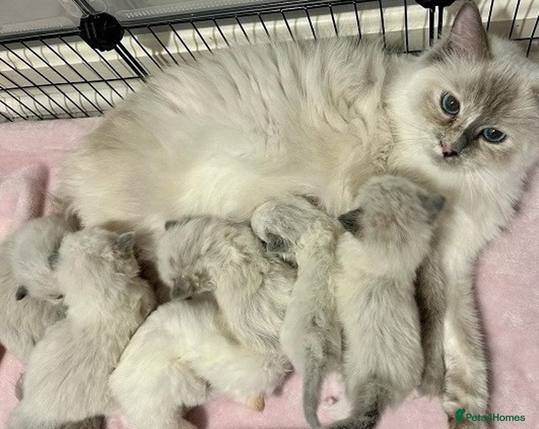 Ragdoll cats for sale: Adorable Fluffy Ragdoll Babies  Loving Homes! 🏡💖 - Advert 7