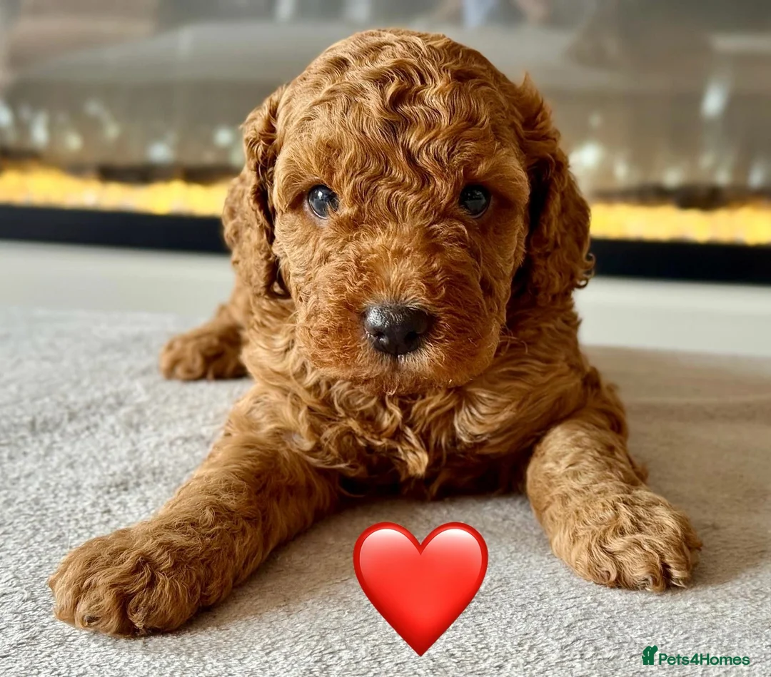Cockapoo dogs for sale: Beautiful f1b cockapoo pups - Advert 1