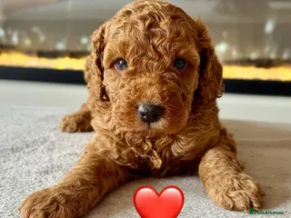 Cockapoo dogs Beautiful f1b cockapoo pups - Advert 1