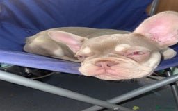 French Bulldog dogs for sale: 🐾 7 of the most Loving French Bulldogs 🐾🐶🩷 - Image 23