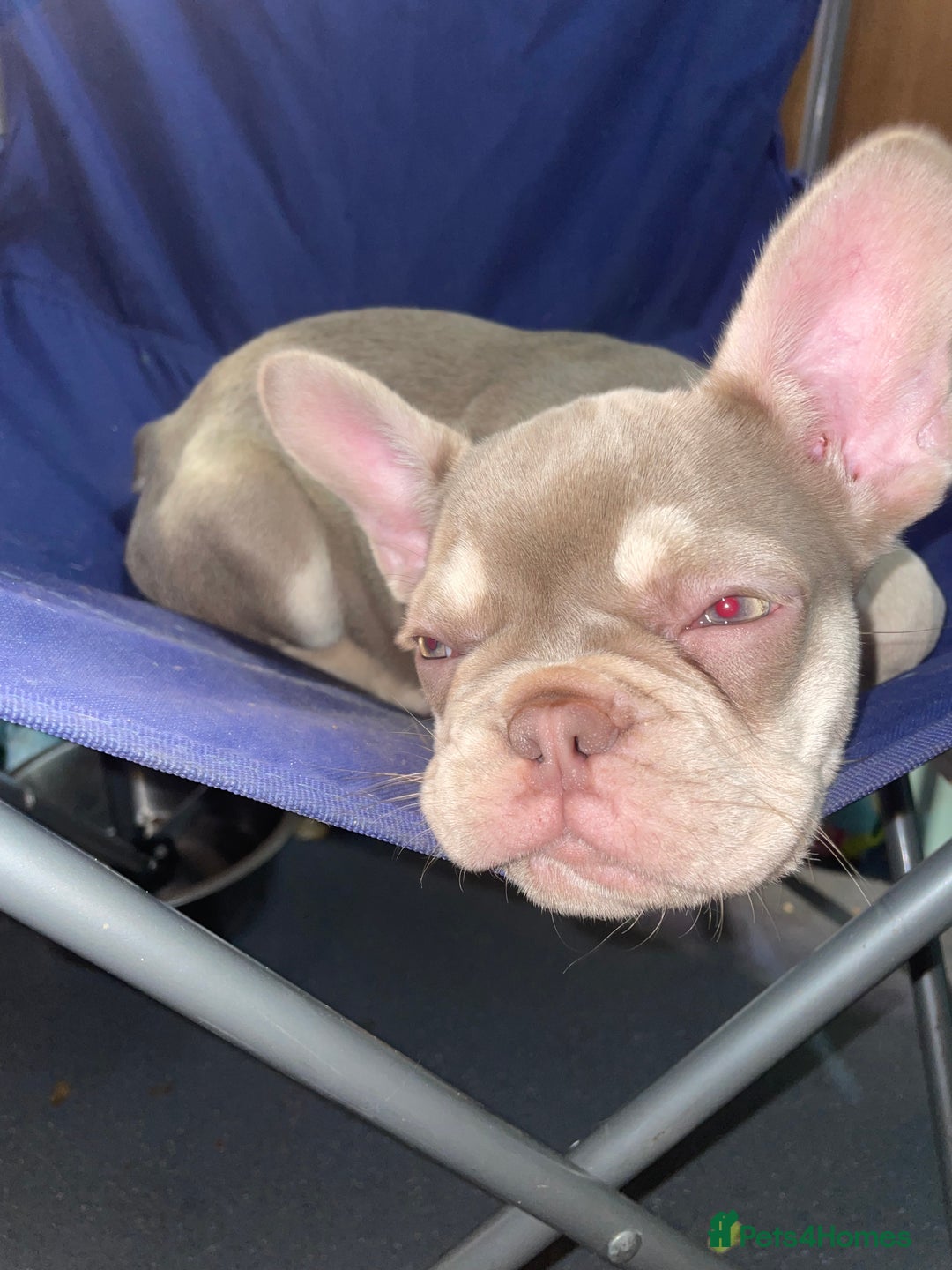 French Bulldog dogs for sale: 🐾 7 of the most Loving French Bulldogs 🐾🐶🩷 - Image 23