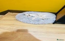Scottish Fold cats for sale: Lovely silver white female looking for new home - Image 2