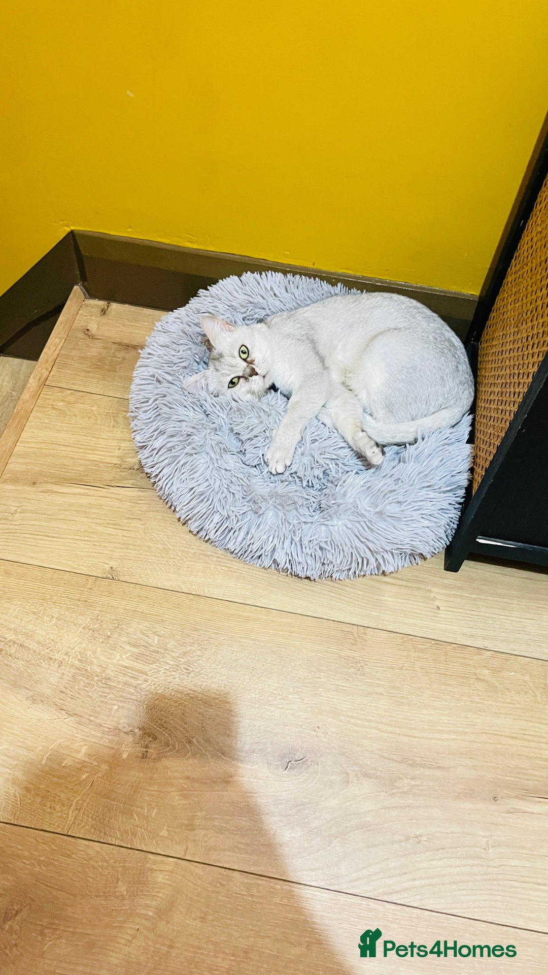 Scottish Fold cats for sale: Lovely silver white female looking for new home - Image 2