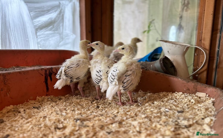Turkeys poultry - Advert 8