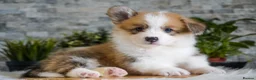 Welsh Corgi Pembroke dogs for sale: KC registered Welsh Corgi Pembroke - Advert 8