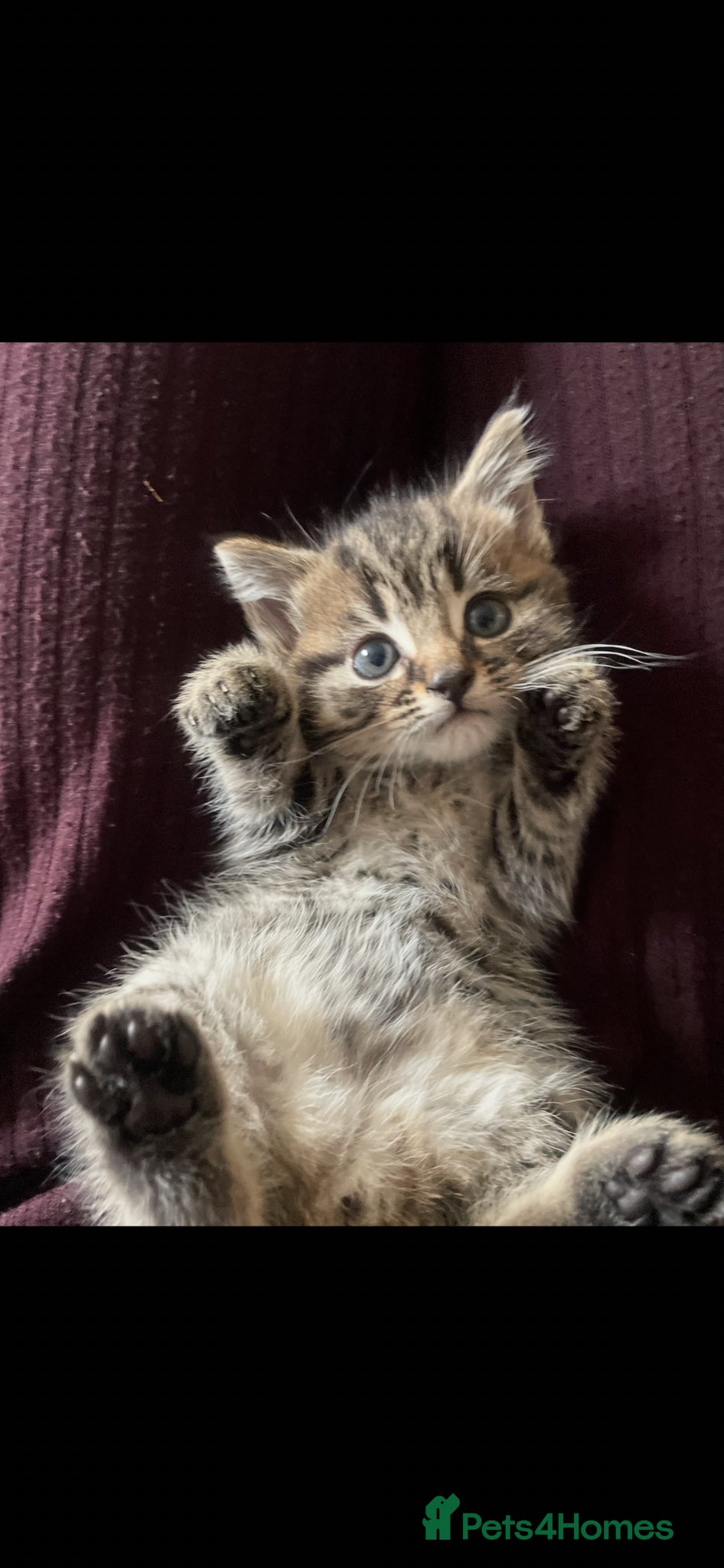 Mixed Breed cats 3 tabby mixed breed kittens  - Advert 1