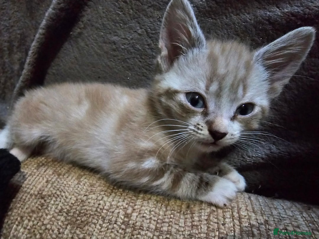 Mixed Breed cats for sale: Adorable kittens for sale - Advert 36