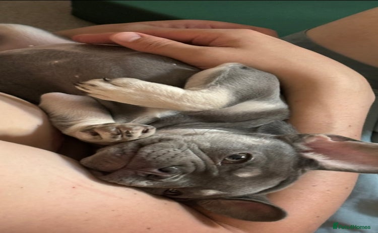 French Bulldog dogs - Advert 16