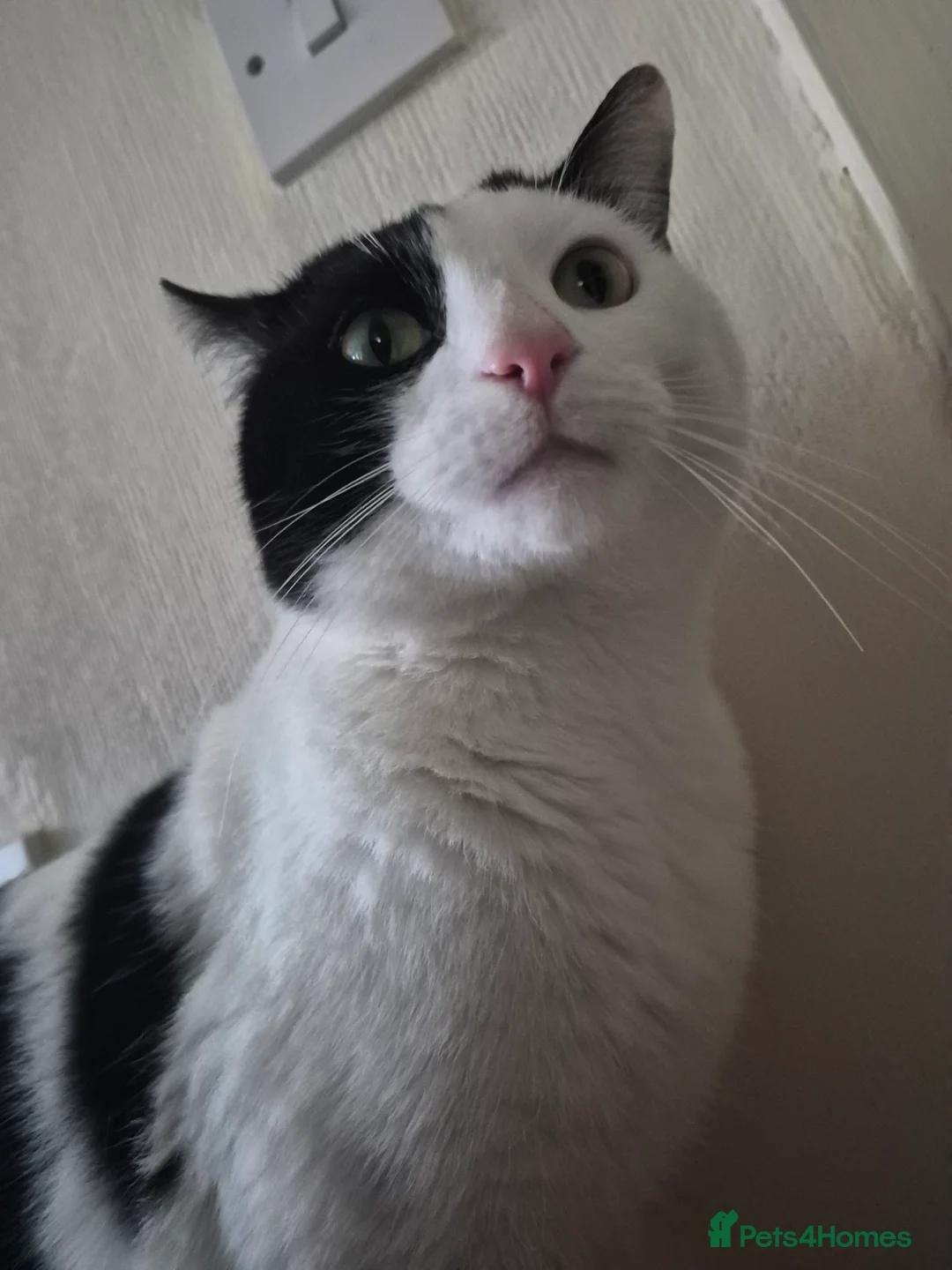 Mixed Breed cats for sale: Beautiful male aprox 1 year old  - Advert 1