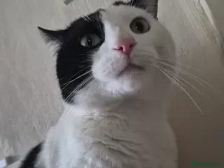 Mixed Breed cats Beautiful male aprox 1 year old - Advert 4