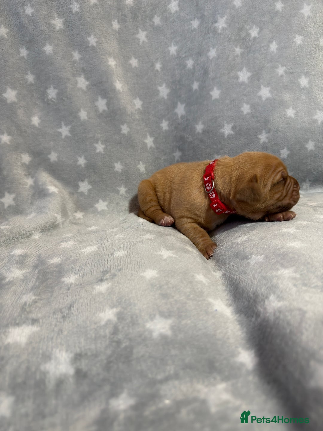 Dogue De Bordeaux dogs for sale: Beautiful Dogue De Bordeaux Puppies - Advert 21