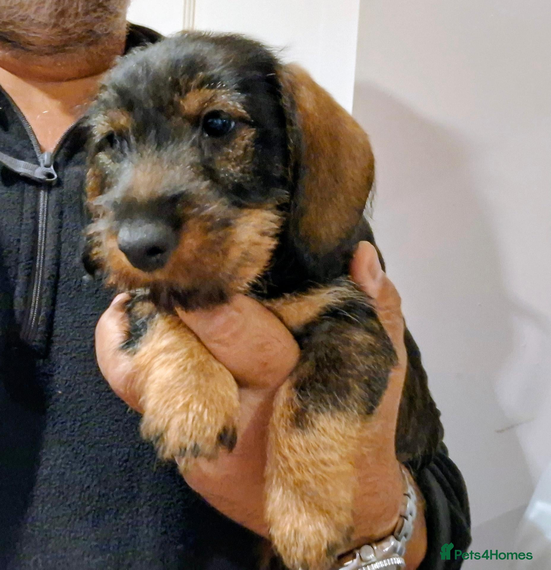 Miniature Dachshund dogs Super-cute Pedigree Mini-Wire Dachshund Pup!  - Advert 16
