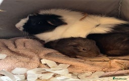 Guinea Pig rodents for sale: 2 baby guinea pigs  - Image 2