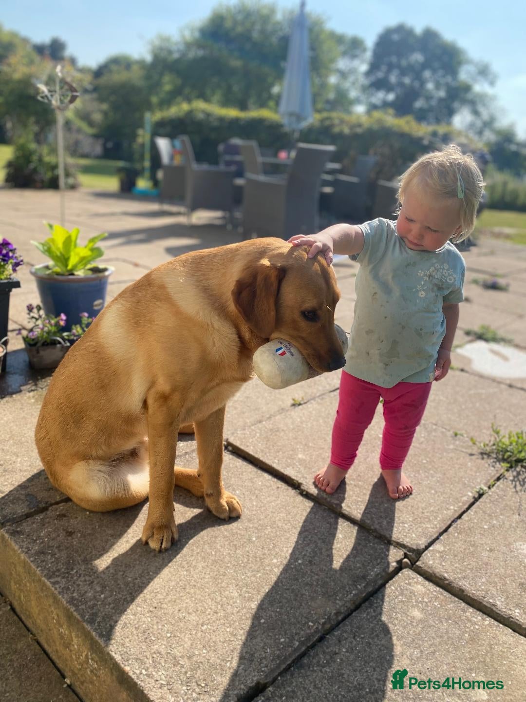 Labrador Retriever dogs for sale: Beautiful Fox Red Labradors  - Advert 8