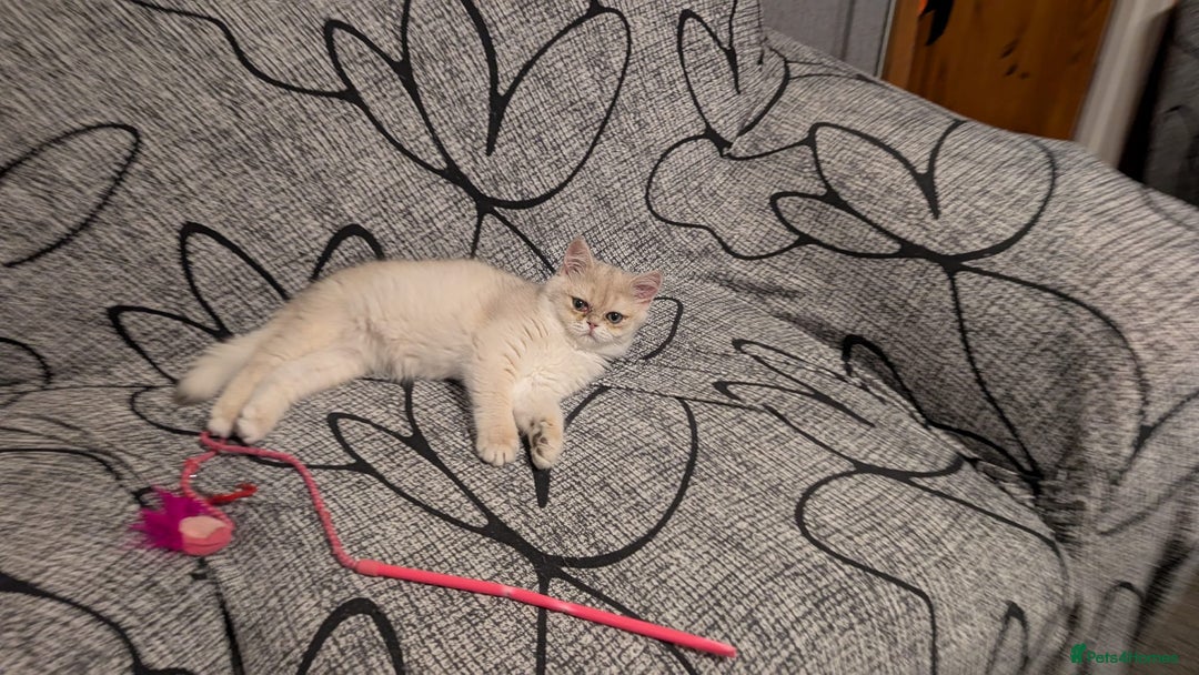 British Shorthair cats for sale: Little funny adorable girl  - Image 16