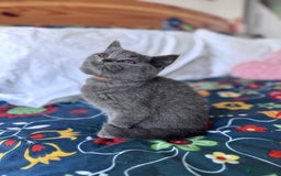 British Shorthair cats for sale: 🐱Last fluffy  British Shorthair Boy🐱 - Advert 5