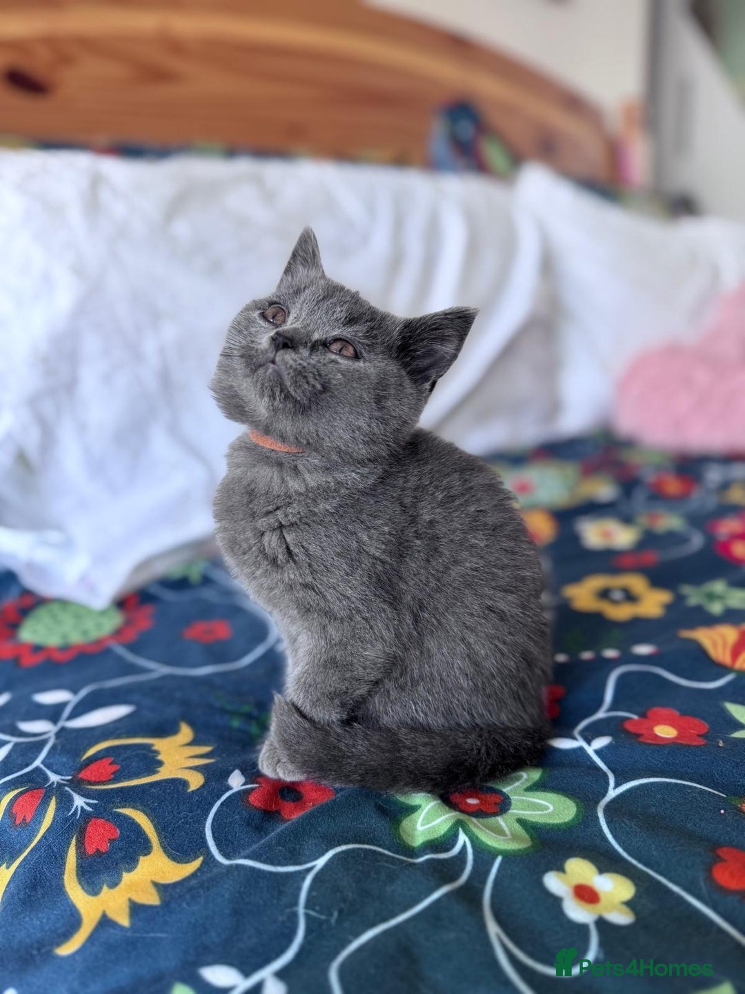 British Shorthair cats for sale: 🐱Last fluffy  British Shorthair Boy🐱 - Advert 5
