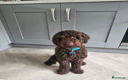 Cockapoo dogs for sale: 12 month old male cockapoo - Image 1