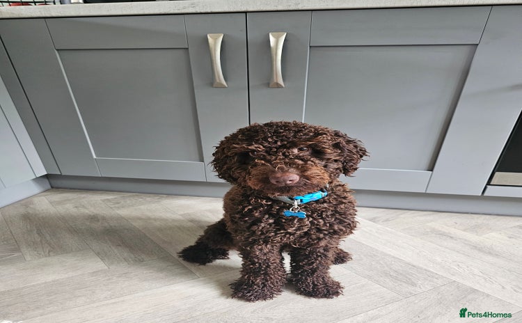 Cockapoo dogs - Advert 1