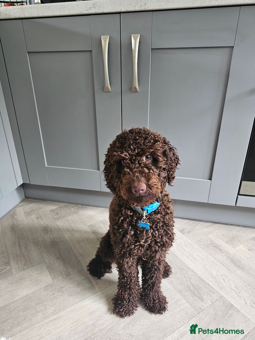 Cockapoo dogs for sale: 12 month old male cockapoo - Image 1