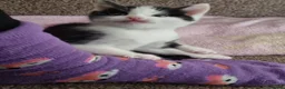 Domestic Shorthair cats for sale: Gorgeous tuxedo and mixed litter - Advert 2