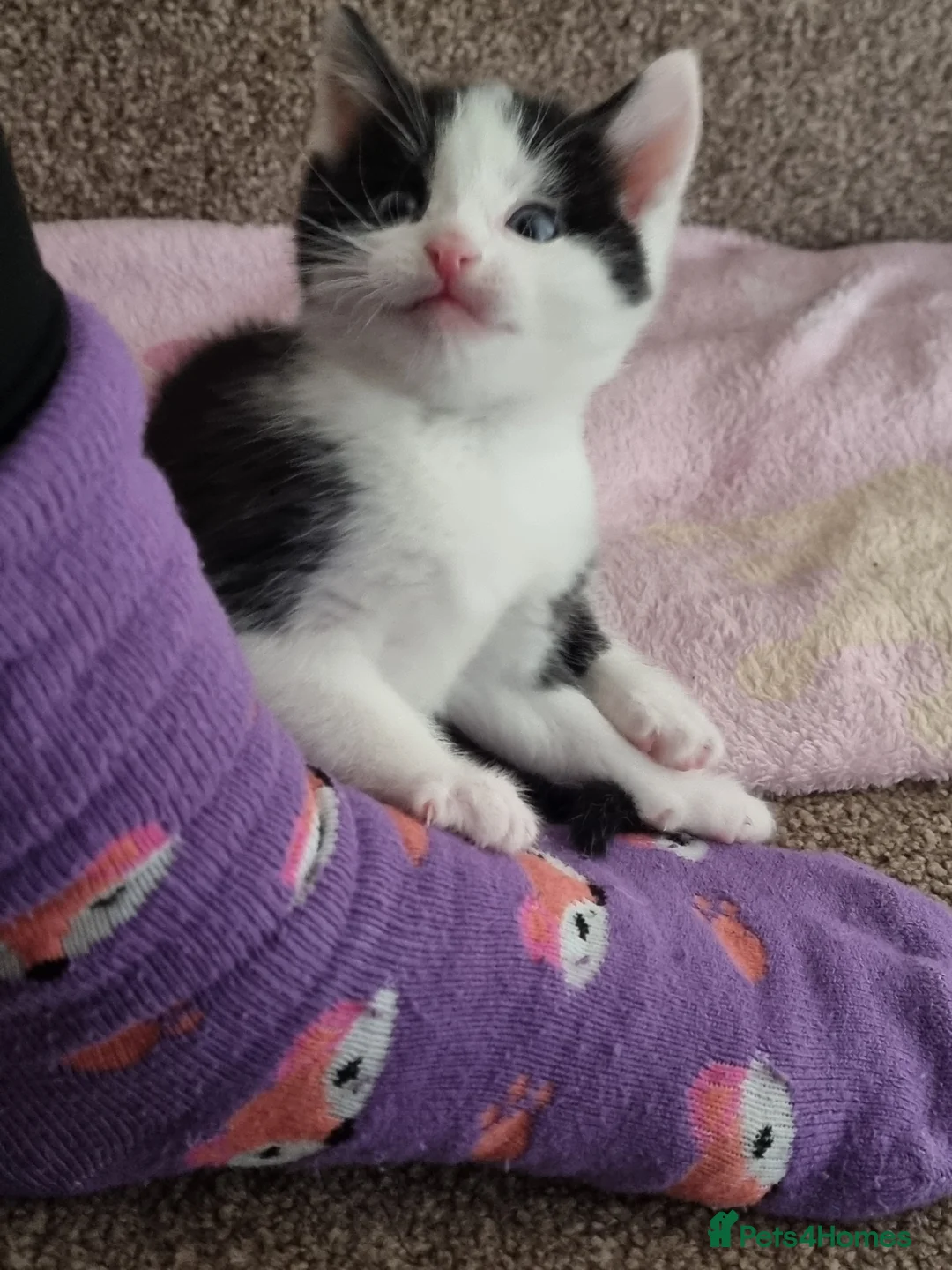 Domestic Shorthair cats for sale: Gorgeous tuxedo and mixed litter - Advert 2