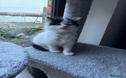Ragdoll cats for sale: Ragdoll cross Two Female adorable kittens  - Image 9