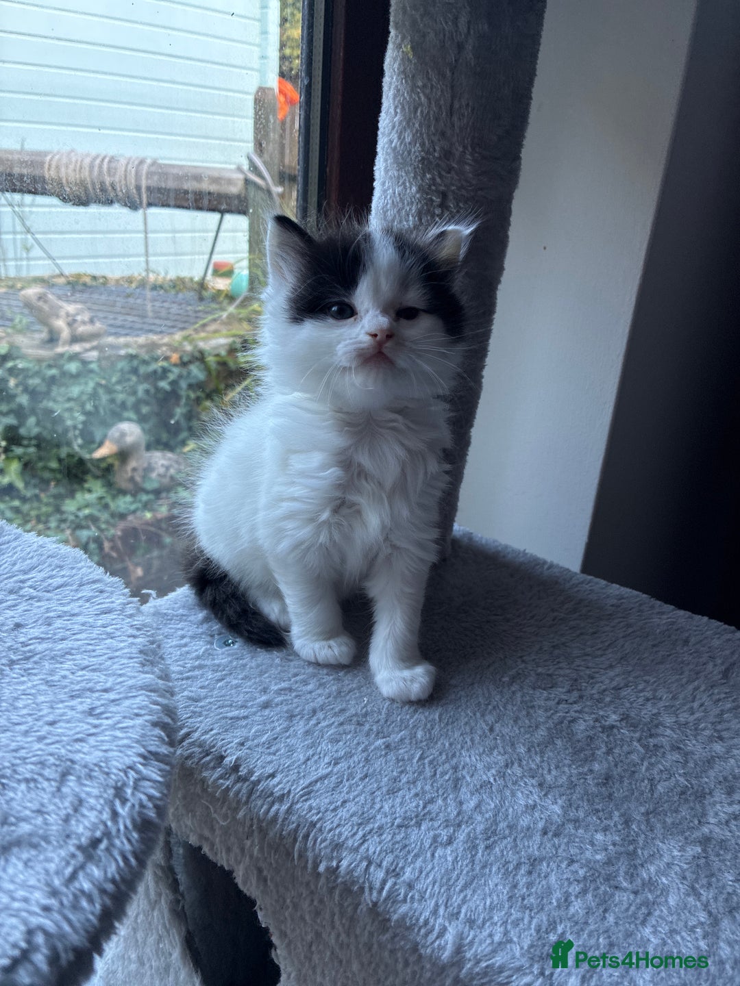 Ragdoll cats for sale: Ragdoll cross Two Female adorable kittens  - Image 9
