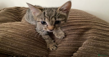 Mixed Breed cats - Advert 15