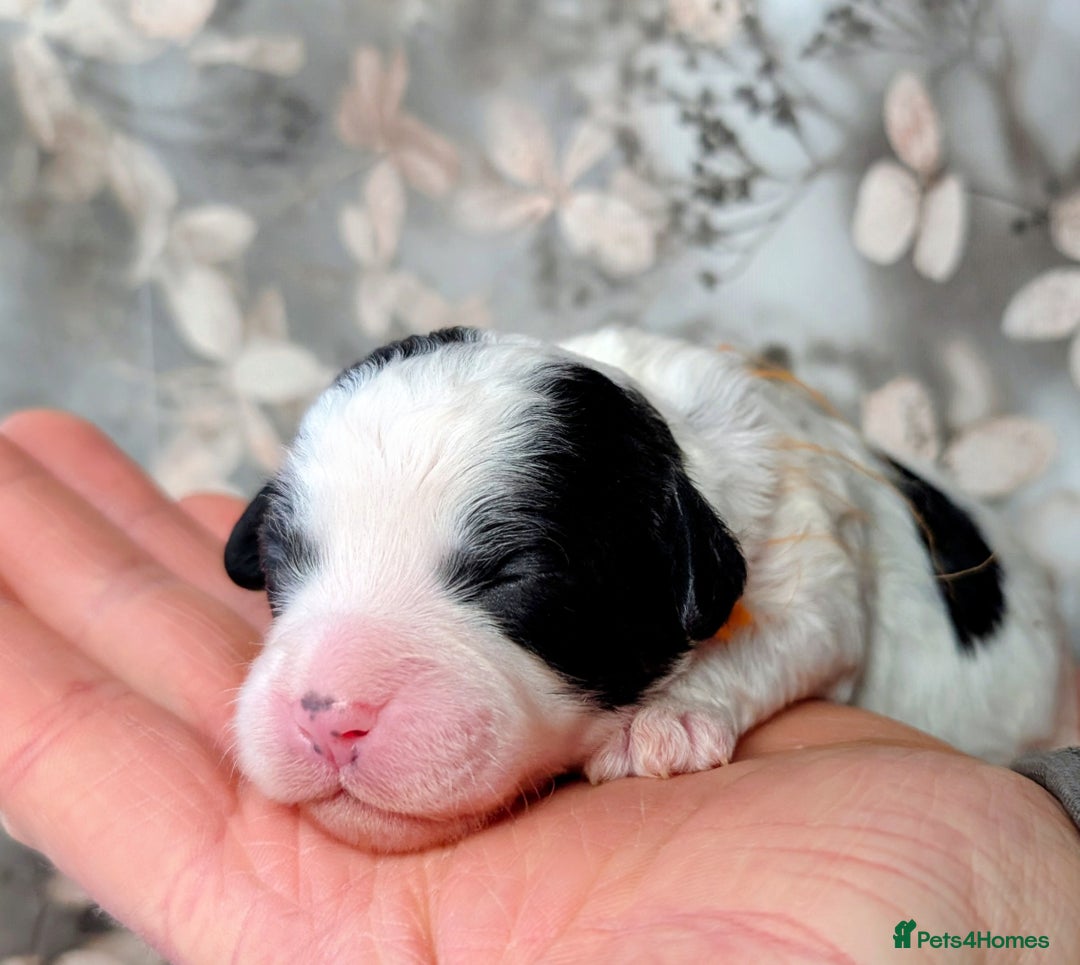 Cavapoo dogs for sale: ❤️F1 CAVAPOO BABIES❤️ HEALTH TESTED PARENTS!🐩 - Advert 16