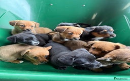 Mixed Breed dogs for sale: Corgi x JRT - Image 7