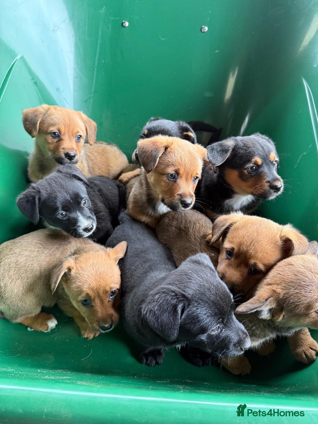 Mixed Breed dogs for sale: Corgi x JRT - Image 7