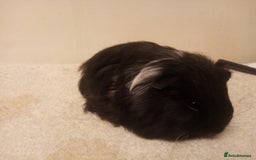 Guinea Pig rodents for sale: Sheltie, coronet, Merino Guinea pigs  - Advert 10