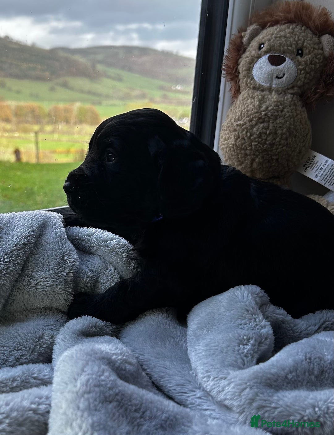 Cocker Spaniel dogs for sale: ✨ Cuddles Await from our Cocker Spaniel Pups  - Advert 30