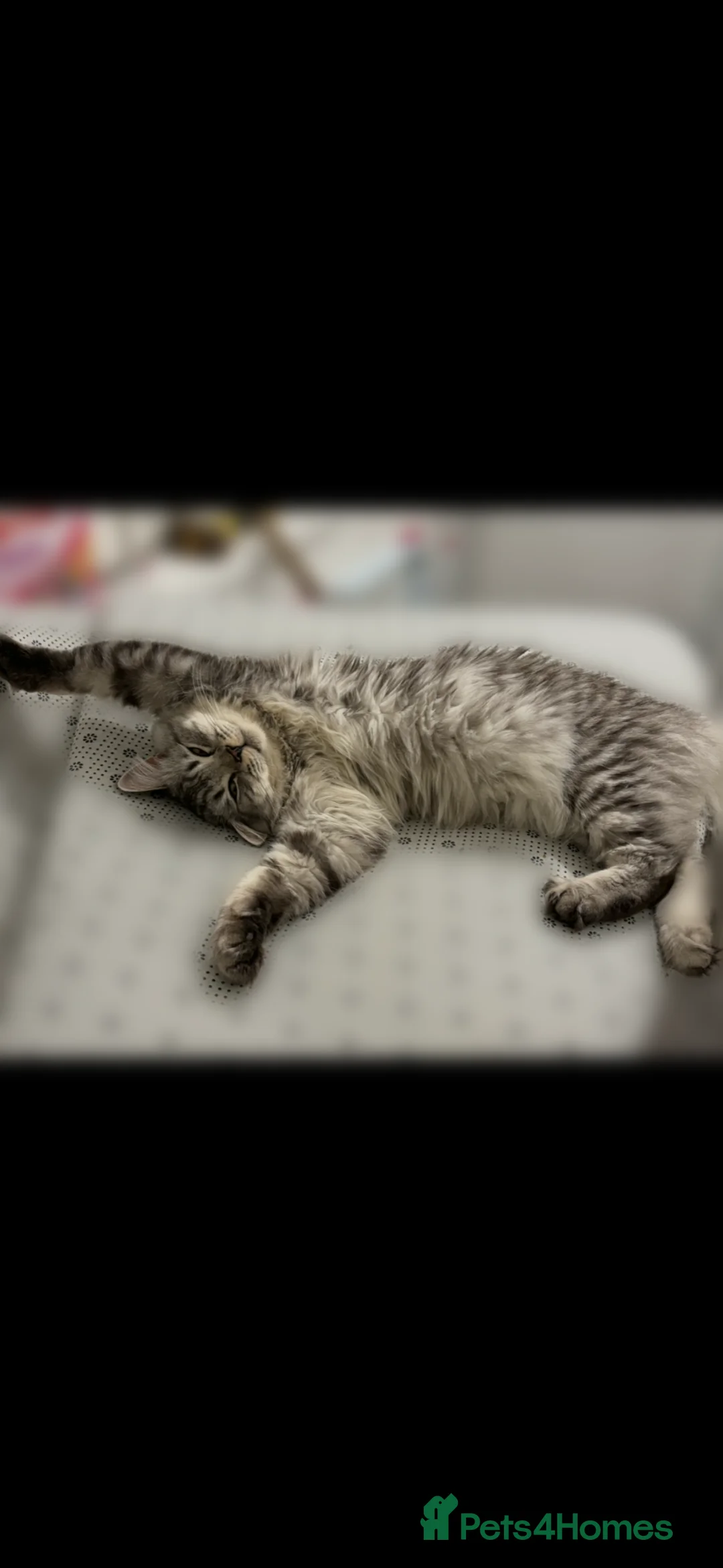 Mixed Breed cats for sale: 2 year old mixed Persian  in Accrington - Advert 1