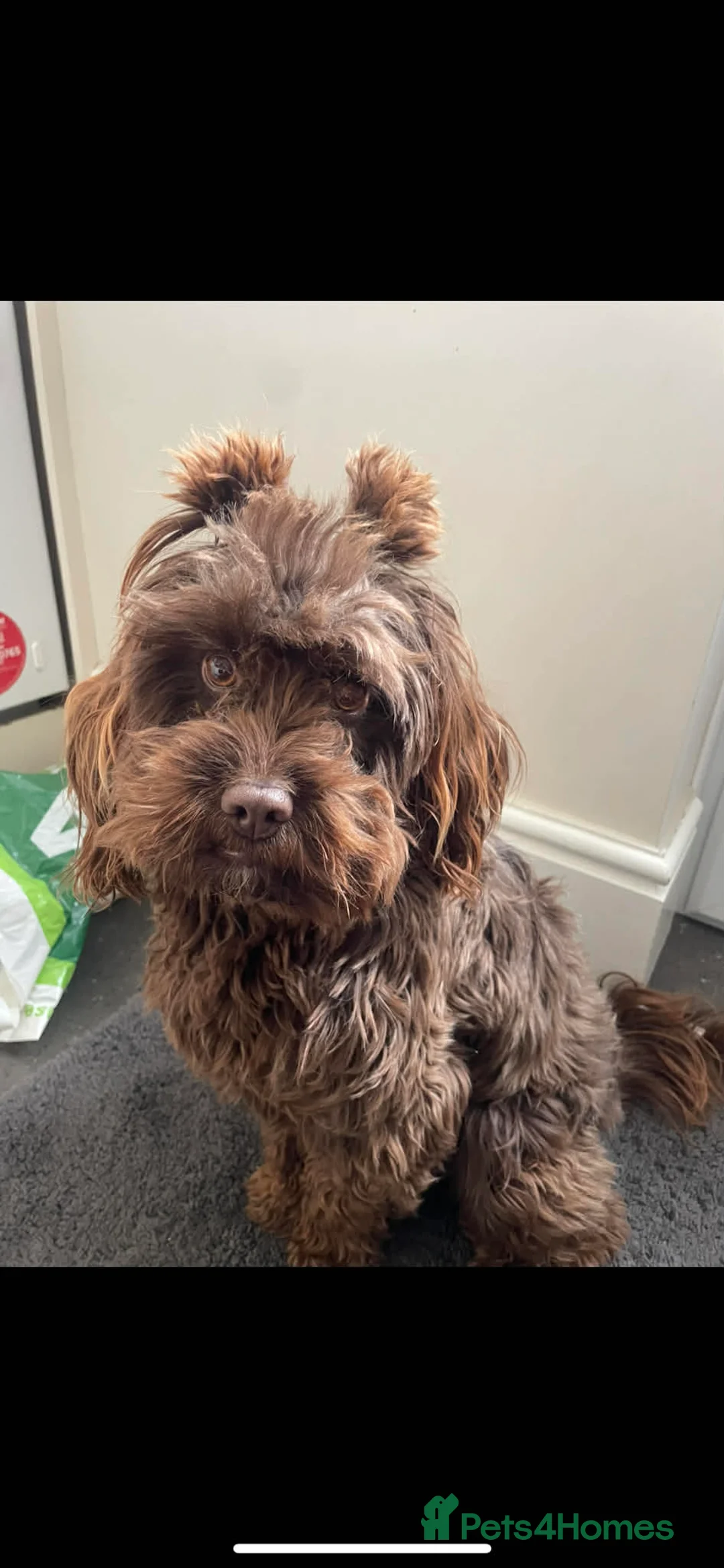 Cockapoo dogs for sale: Three FB2 beautiful cockapoo puppies - Advert 2