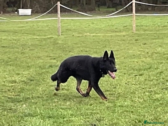 German Shepherd dogs 1 sable female & 2 male German shepherds - Advert 5