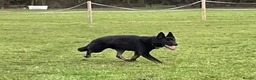 German Shepherd dogs for sale: 1 sable female & 2 male German shepherds - Advert 10