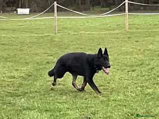 German Shepherd dogs 1 sable female & 2 male German shepherds - Advert 5
