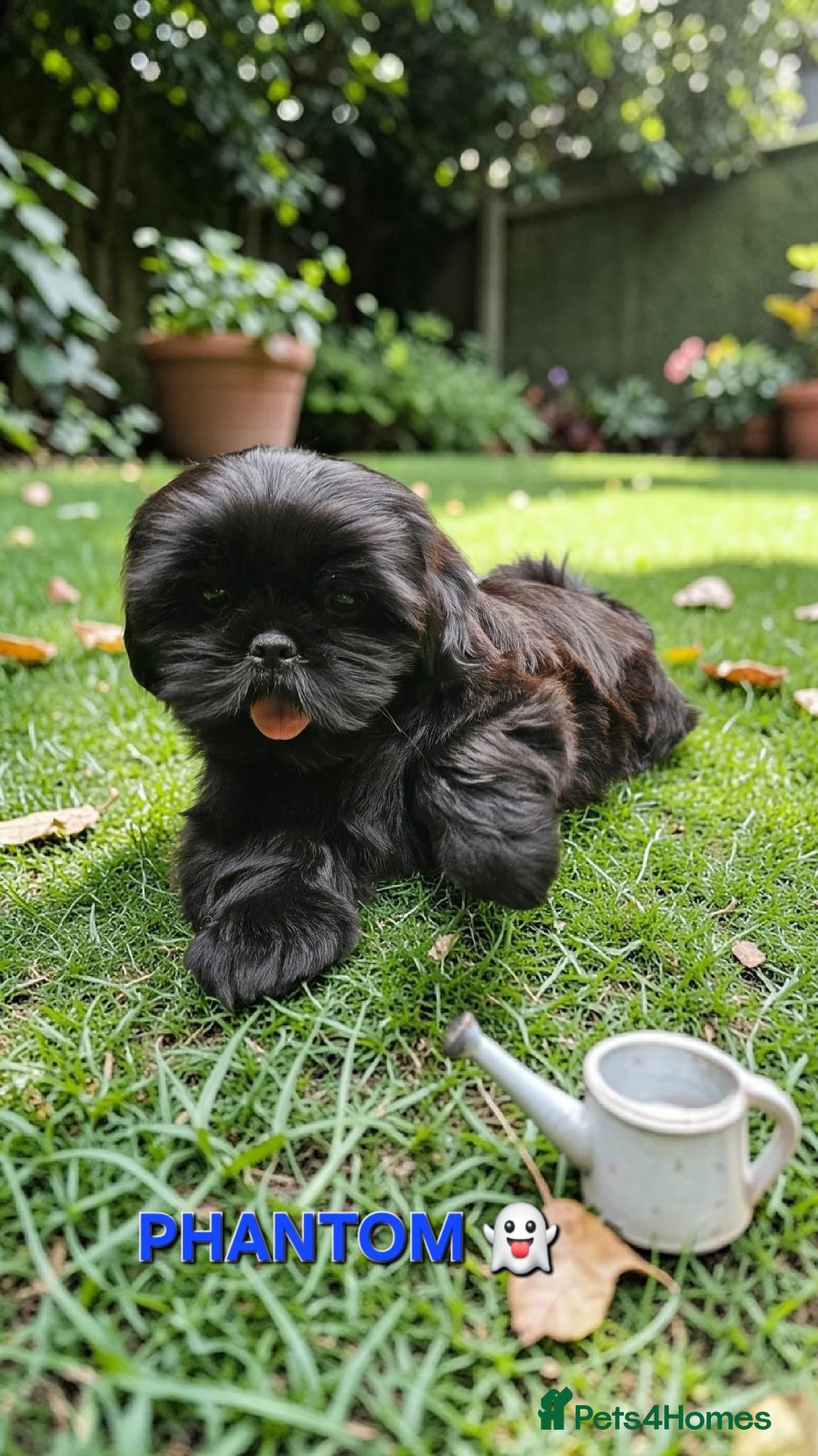 Shih Tzu dogs STUNNING PURE STANDARD SHIH TZU  - Advert 1