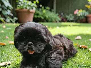 Shih Tzu dogs STUNNING PURE STANDARD SHIH TZU - Advert 1