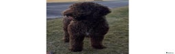 Labradoodle dogs for stud: PROVEN Healthy Labradoodle STUD - HYPOALLERGENIC   - Advert 3