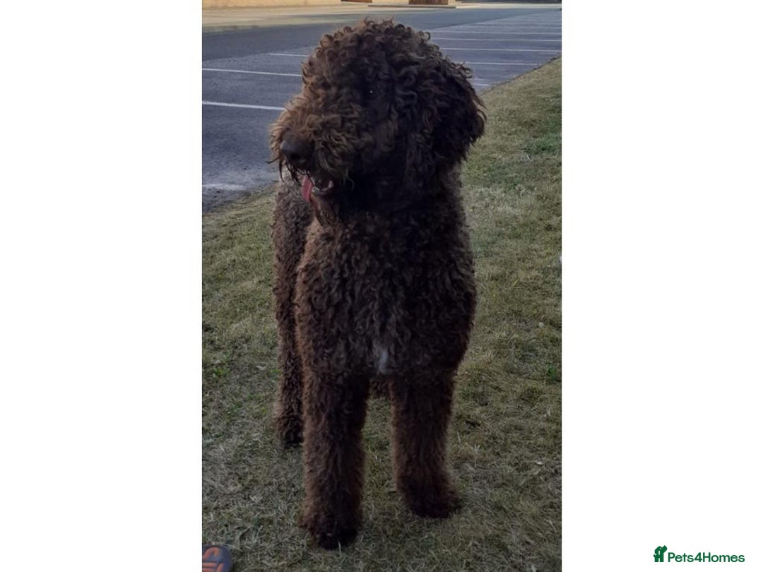 Labradoodle dogs for stud: PROVEN Healthy Labradoodle STUD - HYPOALLERGENIC   - Advert 3